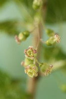 Ribes nigrum  Blackcurrant flowers  May
