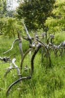 Arrangement of echium roots in a Cornish garden in May