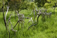 Arrangement of echium roots in a Cornish garden in May