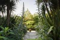 Steps to a sunken garden framed by flower spikes of Echium pininana in May