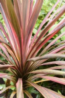 Cordyline in May