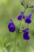 Salvia Blue Monrovia