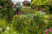 Narrow path through dense planting of roses, various perennials and shrubs in country cottage garden - Open Gardens Day, Stowupland, Suffolk