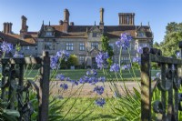 Agapanthus africanus flowering either side of iron gates in front of a country house in summer - July