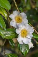 Camellia x williamsii 'Francis Hanger' flowering in Spring - March