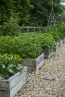 Raised beds of vegetables including Courgettes, Solanum tuberosum and Phaseolus coccineus with shingle path and watering hose - Open Gardens Day, Worlingworth, Suffolk