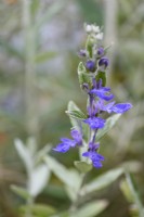 Teucrium fruticans in May