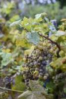 Uncinula necator - Powdery mildew on Grape Vine 'Chasselas dore'