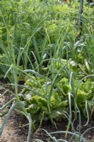 Intercropping - Garlic and Batavia lettuce