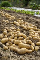 Solanum tuberosum - 'Charlotte' potatoes laid out to dry on soil before storage