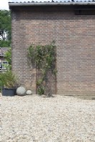Lonicera against the stone shed wall with iron climb support. Grasses in container and cement balls as decoration. Gravel surface.