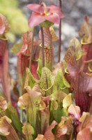 Sarracenia x chelsonii -  Pitcher plant