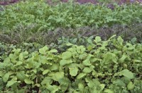 October sown winter salads from front to back Radish Raphanus sativus 'China Rose', Brassica oleracea - Sprouting Kale, Mizuna Red Streaked and Green Mizuna -   Brassica rapa var. niposinica grown under cover