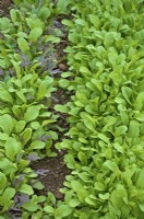 Salad mix on left with Rocket - Eruca vesicaria - protected crop for an early salad picking