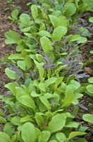 Salad mix - Lactuca sativa - protected lettuce crop for an early salad picking