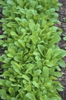 Rocket - Eruca vesicaria - protected crop for an early salad picking