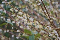 Lonicera x purpusii - winter honeysuckle flowering in February