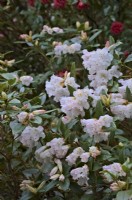 Rhododendron 'Fragrantissimum'