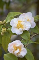 Camellia 'Scentuous'