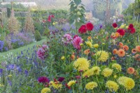 View along double borders of mixed Dahlias and Salvia horminum varieties flowering in a formal country garden in Summer - August