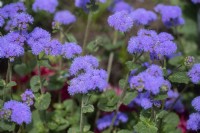 Ageratum houstonianum 'Blue planet' flossflower