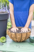 Woman patting down compost in hanging basket