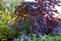 Parrotia persica - Persian ironwood in autumn garden. October