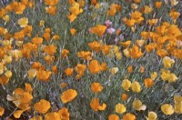 Eschscholzia californica - California poppy