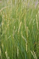 Agropyron pungens - Sea Couch growing in coastal habitat SW England
