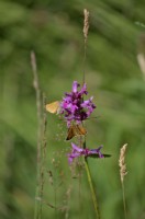 Betony - Stachys officinalis with Thymelicus sylvestris Small Skipper butterflies
