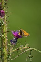 Thymelicus sylvestris - Small Skipper butterfly nectaring on Marsh Thistle - Cirsium palustre