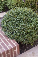 Clipped topiary Pittosporum 'Golf Ball' next to brick steps