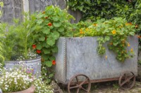 Upcycled galvanised metal water tank with wheels planted up with herbs and Nasturtiums on brick patio