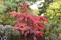 Parrotia persica - Persian ironwood and Aster in autumn garden. October