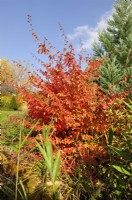 Parrotia persica - Persian ironwood in autumn. October