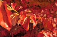 Parrotia persica, Persian ironwood, September, October