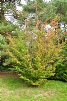 Parrotia persica, Persian ironwood 'Vanessa', September