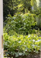 View into the vegetable garden, summer August