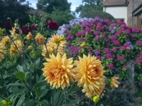 Dahlias and Hydrangeas in Cottage garden August Summer