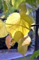 Autumnal Davidia involucrata var. vilmoriniana- Handkerchief tree. October
