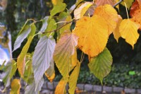 Autumnal Davidia involucrata var. vilmoriniana- Handkerchief tree. October
