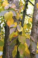Autumnal Davidia involucrata var. vilmoriniana- Handkerchief tree. October