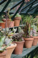 Pots of cacti and succulents on staging in a greenhouse in July
