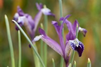 Iris reticulata 'Spot On'