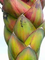 Agave montana detail of  flower head
