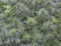 Artemisia schmidtiana 'Nana' August Summer