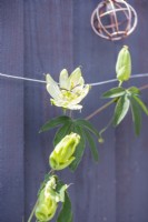 Passiflora caerulea 'Alba' - Passion flower