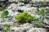 Young cabbage and lettuce mulched with sheep's wool.