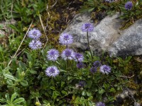 Globe Daisy - Globularia nudicaulis in natural rocky habitat
