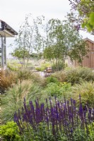 Naturalistic border with grasses; Salvia nemorosa 'Caradonna'; Buxus and perennials in front of paved seating area